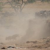  The Serengeti, TZ